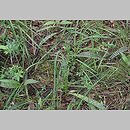 znalezisko 00010000.5.kc - Dactylorhiza maculata ssp. maculata (kukułka plamista typowa)