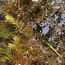 Utricularietum neglectae - zespół pływacza zachodniego
