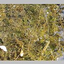 znalezisko 00010000.6.kc - Utricularia australis (pływacz zachodni)