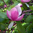 magnoliowate (Magnoliaceae)