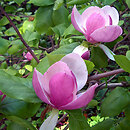 Magnoliidae (magnoliowe)