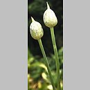 znalezisko 20200614.13.konrad_kaczmarek - Allium sphaerocephalon (czosnek główkowaty); woj. łódzkie, pow. sieradzki, Sieradz