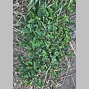 znalezisko 20190609.1.konrad_kaczmarek - Astragalus glycyphyllos (traganek szerokolistny); woj. łódzkie, pow. sieradzki, Sieradz