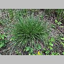 znalezisko 20200519.2.konrad_kaczmarek - Carex spicata (turzyca ściśniona); woj. łódzkie, pow. sieradzki, Sieradz
