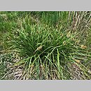 znalezisko 20200519.1.konrad_kaczmarek - Carex vulpina (turzyca lisia); woj. łódzkie, pow. sieradzki, Sieradz