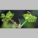 znalezisko 20220731.1.kkcz - Euphorbia terracina; woj. łódzkie, pow. sieradzki, Sieradz