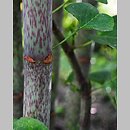 znalezisko 20200417.4.kkcz - Reynoutria japonica (rdestowiec ostrokończysty); woj. łódzkie, pow. sieradzki, Sieradz