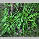 znalezisko 00010000.194.konrad_kaczmarek - Hemerocallis fulva (liliowiec rdzawy)