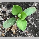 znalezisko 20190818.2.konrad_kaczmarek - Euphorbia peplus (wilczomlecz ogrodowy); woj. łódzkie, pow. sieradzki, Sieradz