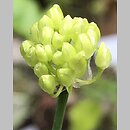 znalezisko 20220722.4.kkcz - Allium ericetorum; woj. łódzkie, pow. sieradzki, Sieradz