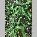 znalezisko 20190725.2.kkcz - Gentiana cruciata (goryczka krzyżowa); woj. świętokrzyskie, rezerwat przyrody Krzemionki Opatowskie