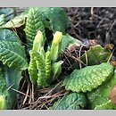 znalezisko 20220310.10.kkcz - Primula vulgaris (pierwiosnek bezłodygowy); woj. łódzkie, pow. sieradzki, Sieradz