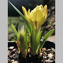 Iris pumila ssp. attica