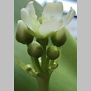 znalezisko 20220329.2.kkcz - Dionaea muscipula (muchołówka amerykańska); woj. łódzkie, pow. sieradzki, Sieradz