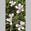 znalezisko 20190825.2.konrad_kaczmarek - Dianthus deltoides (goździk kropkowany); woj. łódzkie, pow. sieradzki, Sieradz