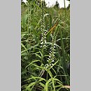 znalezisko 20200711.1.kkcz - Veronica longifolia ssp. maritimum (przetacznik długolistny); woj. łódzkie, pow. sieradzki, Sieradz
