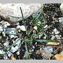 znalezisko 20210827.2.kkcz - Allium kermesinum; woj. łódzkie, pow. sieradzki, Sieradz