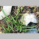 znalezisko 20211011.2.kkcz - Allium senescens ssp. montanum (czosnek skalny); woj. łódzkie, pow. sieradzki, Sieradz
