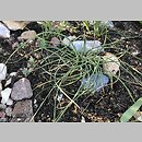 znalezisko 20220416.9.kkcz - Allium sibthorpianum; woj. łódzkie, pow. sieradzki, Sieradz