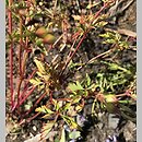 znalezisko 20220501.1.kkcz - Geranium purpureum (bodziszek purpurowy); woj. łódzkie, pow. sieradzki, Sieradz