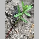 znalezisko 20220516.1.kkcz - Euphorbia exigua (wilczomlecz drobny); woj. łódzkie, pow. sieradzki, Sieradz