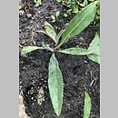 Centaurea cheiranthifolia (chaber lakolistny)