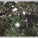 znalezisko 20210801.1.kkcz - Centaurea stoebe (chaber nadreński); woj. łódzkie, pow. wieluński, Rychłocice