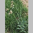 znalezisko 20190825.3.kkcz - Silene vulgaris (lepnica rozdęta); woj. łódzkie, pow. sieradzki, Sieradz