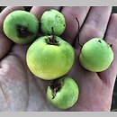 znalezisko 20200801.3.kkcz - Solanum tuberosum (psianka ziemniak); woj. łódzkie, pow. sieradzki, Mnichów