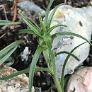 Edraianthus tenuifolius (dzwonczyn wÄ…skolistny)