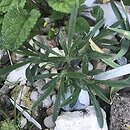 Onosma viridis