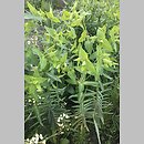 znalezisko 20220605.3.kkcz - Euphorbia lathyris (wilczomlecz groszkowy); woj. łódzkie, pow. sieradzki, Sieradz
