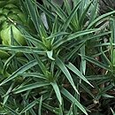 Dianthus integer ssp. minutiflorus