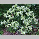 znalezisko 20220715.7.kkcz - Laserpitium latifolium (okrzyn szerokolistny); woj. świętokrzyskie, rez. Krzemionki Opatowskie