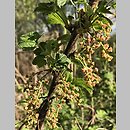 znalezisko 20200506.4.konrad_kaczmarek - Ribes rubrum (porzeczka zwyczajna); woj. łódzkie, pow. sieradzki, Sieradz