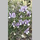 znalezisko 20200506.2.konrad_kaczmarek - Vicia grandiflora (wyka wielkokwiatowa); woj. łódzkie, pow. sieradzki, Sieradz