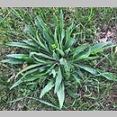 znalezisko 20190623.1.konrad_kaczmarek - Echium vulgare (żmijowiec zwyczajny); woj. łódzkie, pow. sieradzki, Sieradz