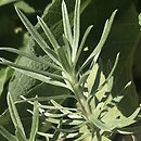 Onosma polyphylla
