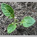 znalezisko 20200513.1.konrad_kaczmarek - Solanum tuberosum (psianka ziemniak); woj. łódzkie, pow. sieradzki, Sieradz