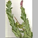 znalezisko 20201123.1.kkcz - Spiraea ×pseudosalicifolia (tawuła nibywierzbolistna); woj. łódzkie, pow. sieradzki, Sieradz