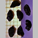 znalezisko 20220718.1a.kkcz - Allium ampeloprasum (czosnek dziki); Sieradz pow. sieradzki