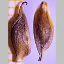znalezisko 20220121.4.kkcz - Eriocapitella rivularis (zawilec łąkowy); woj. łódzkie, pow. sieradzki, Sieradz