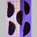 znalezisko 20210901.97.kkcz - Allium oleraceum (czosnek zielonawy); woj. łódzkie, pow. sieradzki, Sieradz
