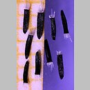 znalezisko 20220528.2.kkcz - Hieracium aurantiacum (jastrzębiec pomarańczowy); woj. łódzkie, pow. sieradzki, Sieradz
