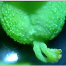 znalezisko 20190330.1.kkcz - Euphorbia segetalis; woj. łódzkie, pow. sieradzki, Sieradz