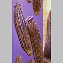 znalezisko 20211010.7.kkcz - Erechtites hieracifolia (erechtites jastrzębcowaty); woj. łódzkie, pow. sieradzki, Sieradz