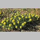 znalezisko 20200420.3.konrad_kaczmarek - Euphorbia cyparissias (wilczomlecz sosnka); woj. łódzkie, pow. sieradzki, Sieradz