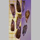 znalezisko 20220622.1.kkcz - Linosyris vulgaris (ożota zwyczajna); woj. łódzkie, pow. sieradzki, Sieradz