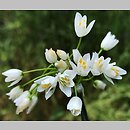 Allium roseum (czosnek rÃ³Å¼owy)