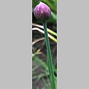 znalezisko 00010000.174.konrad_kaczmarek - Allium schoenoprasum (czosnek szczypiorek)